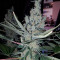 Double Glock Seeds