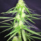 Durban Seeds (CannaBioGen)
