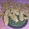 Gorilla × White Widow Seeds