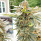 Julies Cookies Seeds