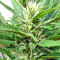 Graines de cannabis Kali China Breeders Pack (Ace Seeds)