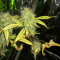 Semi femminizzati Northern Lights (Seed Stockers)