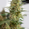 Power Skunk Seeds