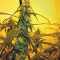 Ripper Haze (Ripper Seeds)
