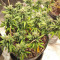 Sandstorm feminized seeds