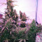 Skunk #1 Automatic (Sensi Seeds)