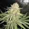 Sour Kosher (DNA Genetics)