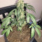 Super Auto Lemon Haze (Original Sensible Seeds)