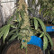 Super Auto Lemon Haze (Original Sensible Seeds)
