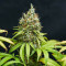 Semillas feminizadas Trainwreck