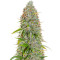 Wedding Cake Autoflower (Herbies Seeds)