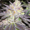 Graines de cannabis Wedding Cake (Big Head Seeds)