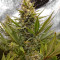 Amnesia Lemon Kush Seeds (Original Sensible Seeds)