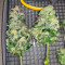 Blue Dream Haze (Cali Connection Seeds)