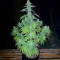 Delicious Cookies Feminized Seeds (Delicious Seeds)