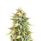 Ghost Chem OG Autoflower Feminized Seeds (Seedkeepers)