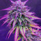 Girl Scout Cookies Auto (Auto Seeds)