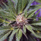 Glue Gelato Auto Seeds