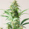 Graines féminisées de Godzilla Original Glue GG#4 (Herbies Seeds)