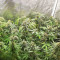 Gorilla Cookies Fast Flowering (Fast Buds)
