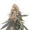 LSD Feminized Seeds