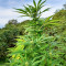 Passion #1 feminized seeds