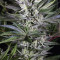 Quick Gorilla feminized seeds