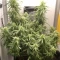 Green Crack Seeds - Cannabis Strain Seeds for Sale