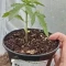 West Coast O.G. Seeds