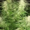 Eleven Roses Seeds (Delicious Seeds) - Cannabis Strain Seeds for Sale