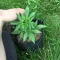 Semi di cannabis fem Gelato Auto in vendita