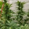 Semi di cannabis fem Gelato Auto in vendita