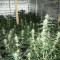 2046 Seeds - Cannabis Strain Seeds for Sale