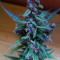 Compre sementes feminizadas Lemonberry Haze Auto pela Original Sensible Seeds Organization