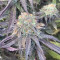 Mimosa EVO Seeds (Barney’s Farm) - Cannabis Strain Seeds for Sale
