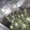Gorilla Cookies Seeds