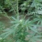 Achetez des graines féminisées Grandmommy Purple par Herbies Seeds