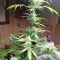 Scarlet Skunk Autoflower feminized seeds for sale