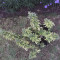 Dr. Grinspoon (Barney's Farm)