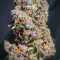 Black Cream Auto feminized seeds for sale: information and reviews
