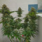 Sweet Skunk F1 Fast Version (Sweet Seeds)