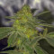 Venta de Wedding Cake (Original Sensible Seeds) | Semillas de marihuana feminizadas