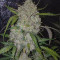 Venta online de Gorilla Z Auto de Barney's Farm