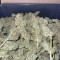 Original Cinderella Auto feminized seeds for sale: information and reviews