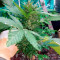 GG#4 Original Glue Seeds (Original Sensible Seeds) - Cannabis Strain Seeds for Sale