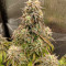 Pineapple Express Seeds (Barney's Farm) - Cannabis Strain Seeds for Sale