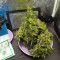 Achetez des graines féminisées Mimosa Shot par Herbies Seedbank