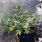Tangie'matic Seeds