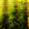 Critical Kush Seeds (Barney's Farm)