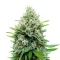 Afghan Skunk (Expert Seeds)